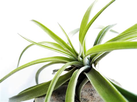 what metals will kill a house plants|does copper damage plants.